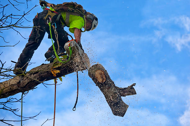 Tree and Shrub Care in Rose Hill, NC